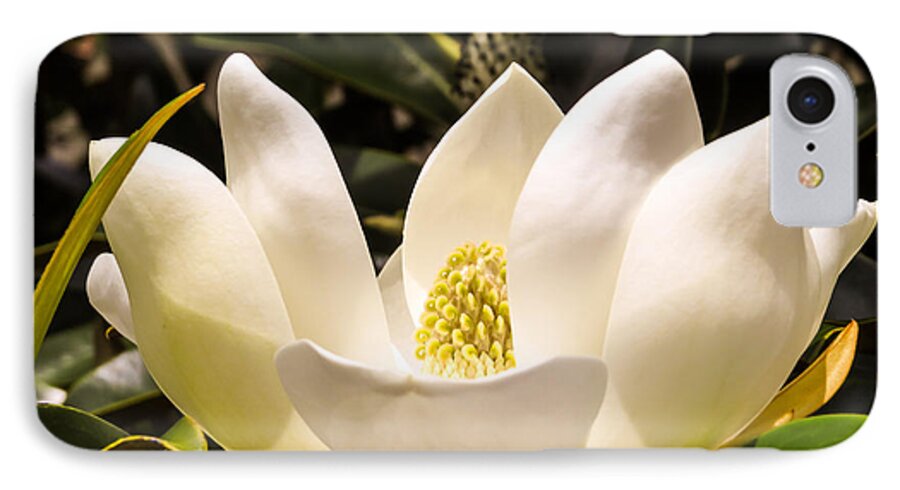 Southern Magnolia iPhone 7 Case featuring the photograph Bull bay by Zina Stromberg