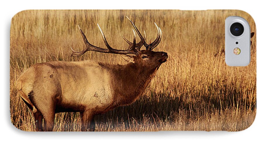 Elk iPhone 7 Case featuring the photograph Bull Elk by Clare VanderVeen
