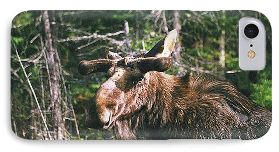 Moose iPhone 7 Case featuring the photograph Bull moose in spring by David Porteus
