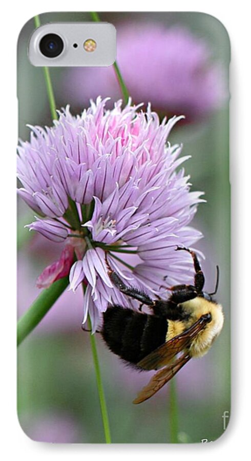 Flower iPhone 7 Case featuring the photograph Bumblebee on Clover by Barbara McMahon