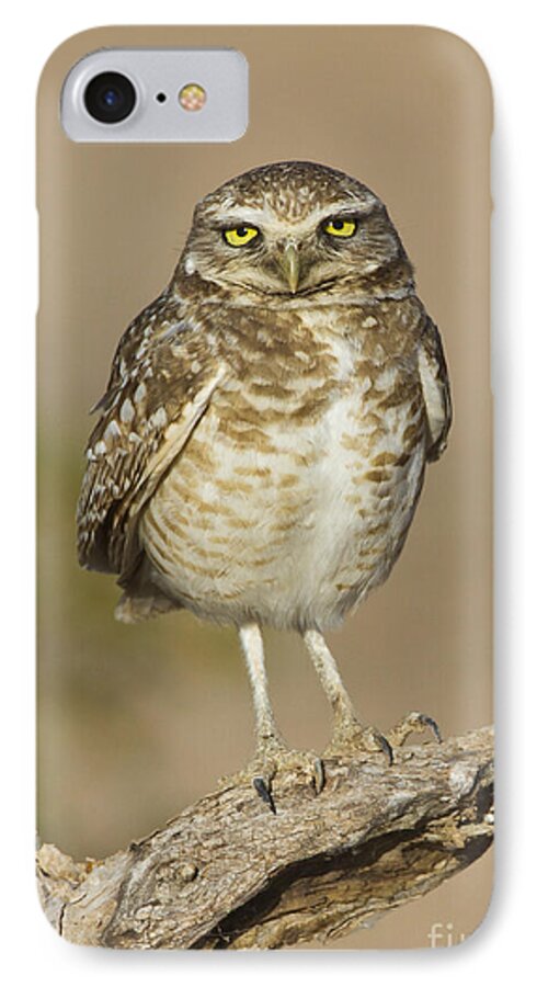 Birder iPhone 7 Case featuring the photograph Burrowing Owl by Bryan Keil