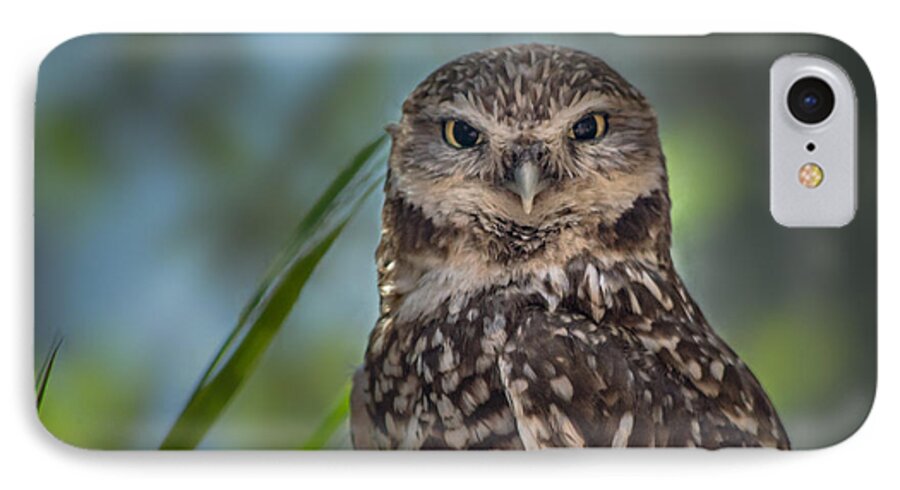 Owl iPhone 7 Case featuring the photograph Burrowing Owl by Linda Villers
