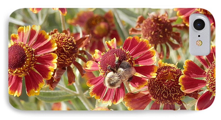 Bee iPhone 7 Case featuring the photograph Busy Bee by Pema Hou