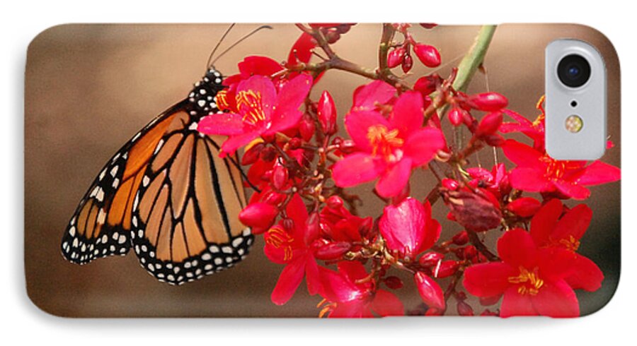 Red iPhone 7 Case featuring the photograph Butterfly 1 by Leticia Latocki