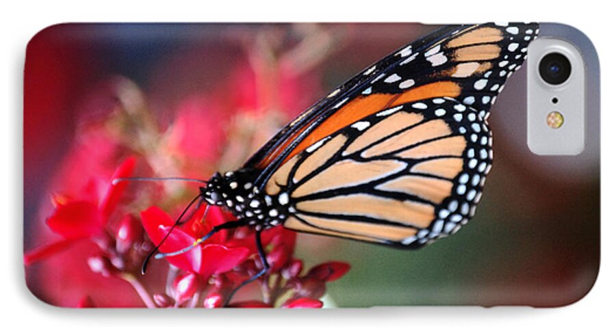 Butterfly iPhone 7 Case featuring the photograph Butterfly 2 by Leticia Latocki