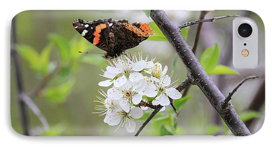 Red Admiral Butterfly iPhone 7 Case featuring the photograph Butterfly and Apple Blossoms by Penny Meyers
