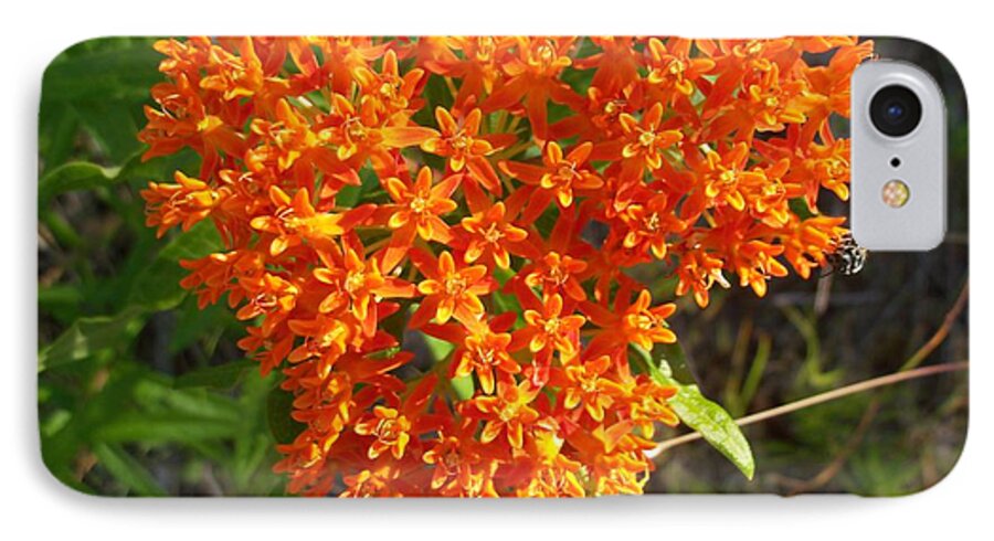 Nature iPhone 7 Case featuring the photograph Butterfly Milkweed by David Pickett