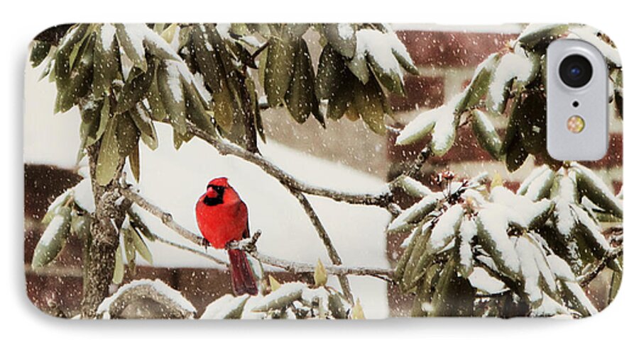 Cardinal iPhone 7 Case featuring the photograph Cardinal In Snow by Beth Ferris Sale
