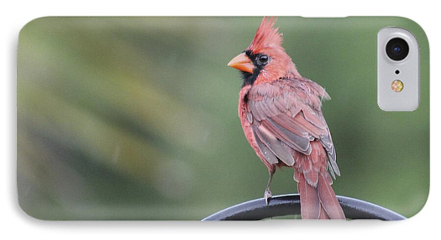 Cardinal iPhone 7 Case featuring the photograph Cardinal in the Rain by Jeanne Juhos