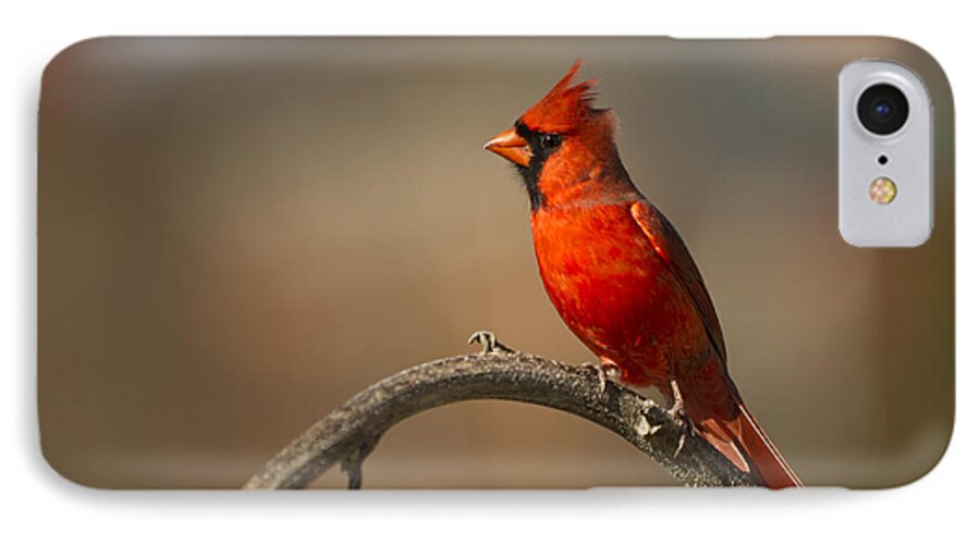 Cardinal iPhone 7 Case featuring the photograph Cardinal by Jerry Gammon