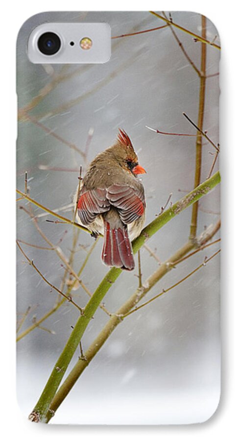 Cardinal iPhone 7 Case featuring the photograph Cardinal on Maple Tree by Robert Camp