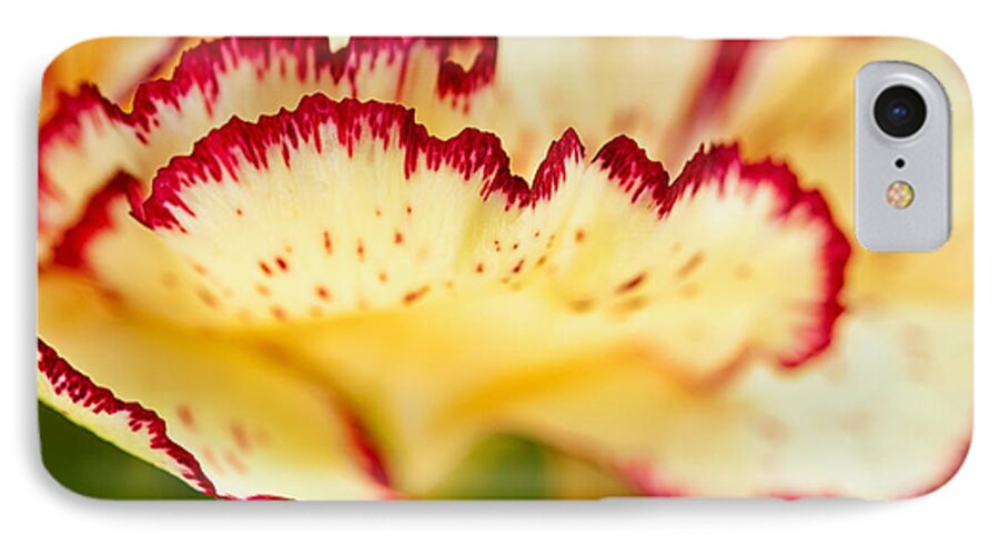 Nature iPhone 7 Case featuring the photograph Carnation Cream by Joan Herwig