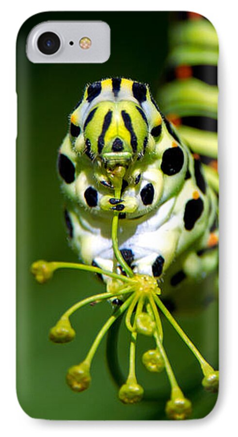 Old World Swallowtail iPhone 7 Case featuring the photograph Caterpillar of the Old World Swallowtail by Torbjorn Swenelius