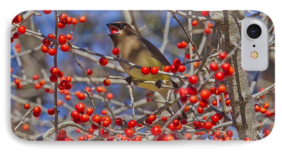 Bird iPhone 7 Case featuring the photograph Cedar Waxwing In the Act of Swallowing a Possumhaw Fruit by Steven Schwartzman