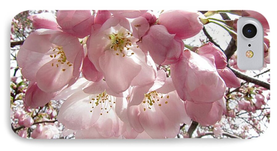Cherry iPhone 7 Case featuring the photograph Cherry Blossoms by Jennifer Wheatley Wolf