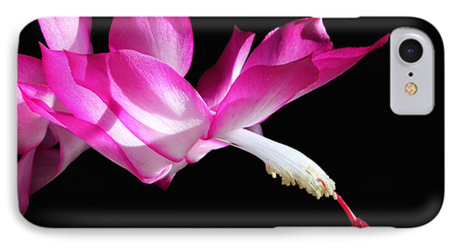Cactus iPhone 7 Case featuring the photograph Christmas Cactus 2013 by Mary Bedy