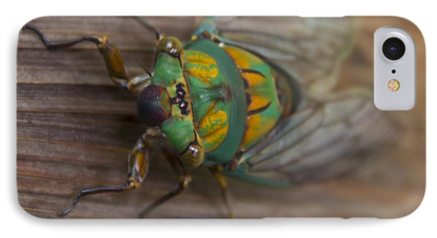 Cicada iPhone 7 Case featuring the photograph Green Whizzer Cicada by Debbie Cundy