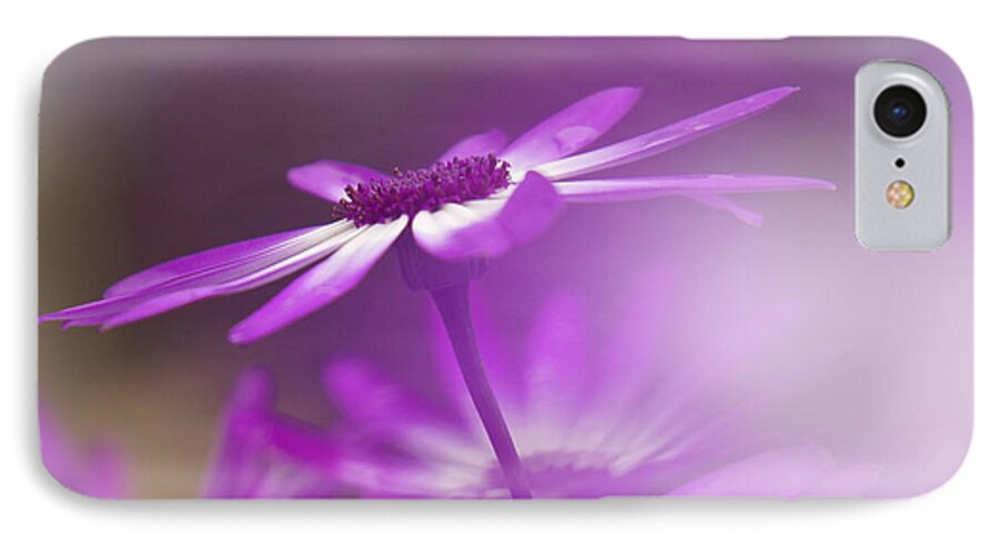 Cineraria iPhone 7 Case featuring the photograph Cineraria by Inge Riis McDonald