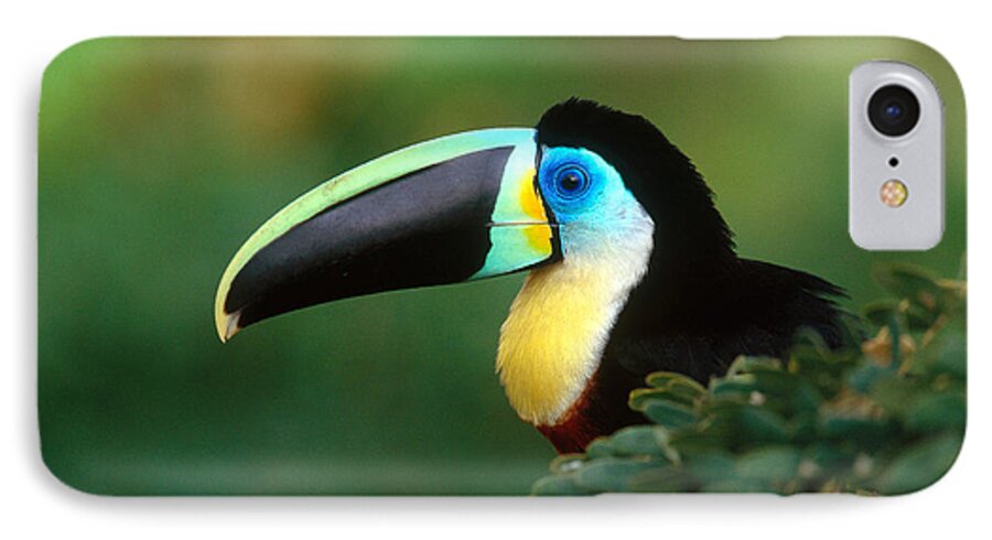 Citron-throated Toucan iPhone 7 Case featuring the photograph Citron-throated Toucan by Art Wolfe
