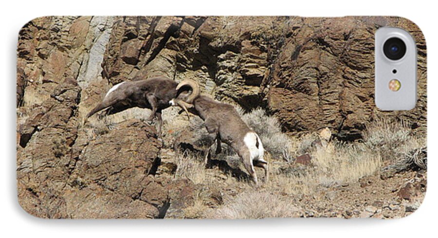 Rocky Moutain Bighorn Rams iPhone 7 Case featuring the photograph Clash of the Titans by Darcy Tate