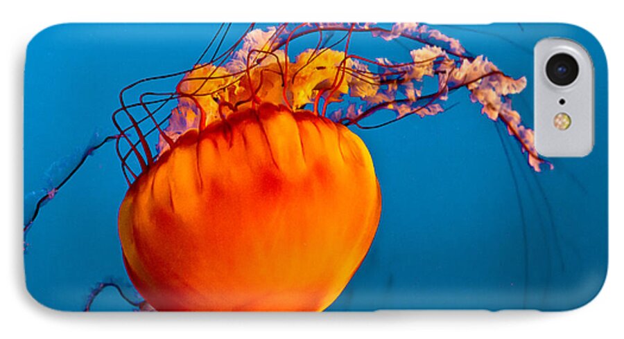 Jelly Fish iPhone 7 Case featuring the photograph Close up of a Sea Nettle jellyfis by Eti Reid