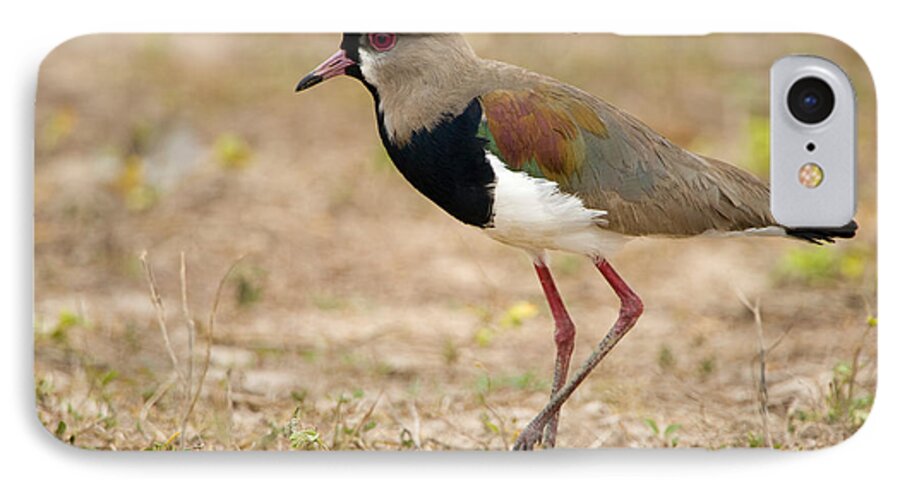 Photography iPhone 7 Case featuring the photograph Close-up Of A Southern Lapwing Vanellus by Panoramic Images