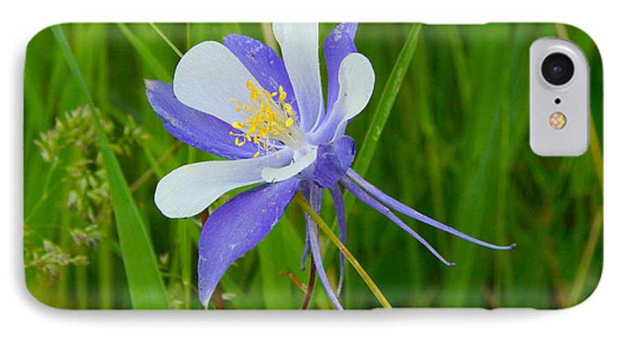 Photo iPhone 7 Case featuring the photograph Colorado Columbine by Dan Miller