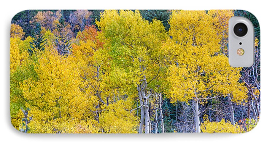Autumn iPhone 7 Case featuring the photograph Colorful Forest by James BO Insogna