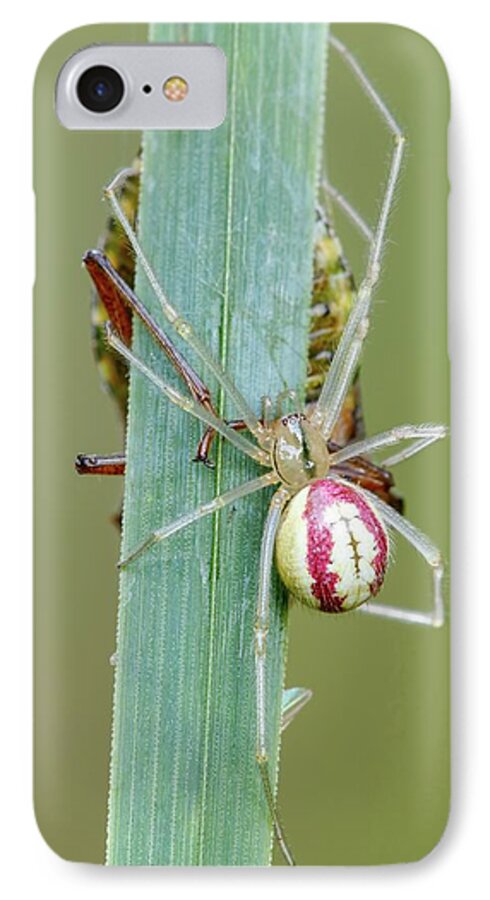 Arachnid iPhone 7 Case featuring the photograph Comb Footed Spider by Heath Mcdonald