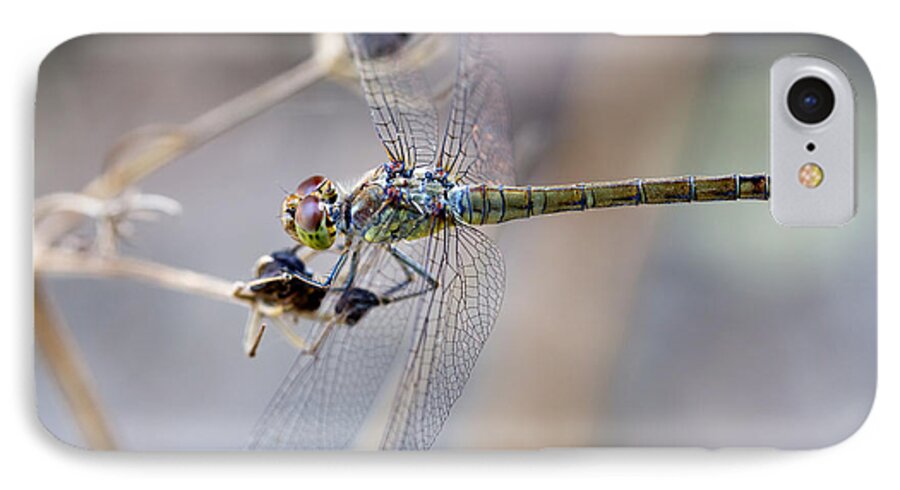 Common Darter iPhone 7 Case featuring the photograph Common darter female on Crete by Paul Cowan