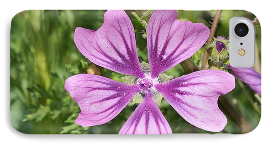 Malva Sylvestris; Common Mallow; Blue; Purple; Flower; Wild; Plant; Spring; Springtime; Season; Nature; Natural; Natural Environment; Natural World; Flora; Bloom; Blooming; Blossom; Blossoming; Color; Colour; Colorful; Colourful; Earth; Environment; Ecological; Ecology; Country; Landscape; Countryside; Scenery; Macro; Close-up; Detail; Details; Esthetic; Esthetics; Artistic; Beautiful; Beauty; Flowers iPhone 7 Case featuring the photograph Common mallow flower by George Atsametakis