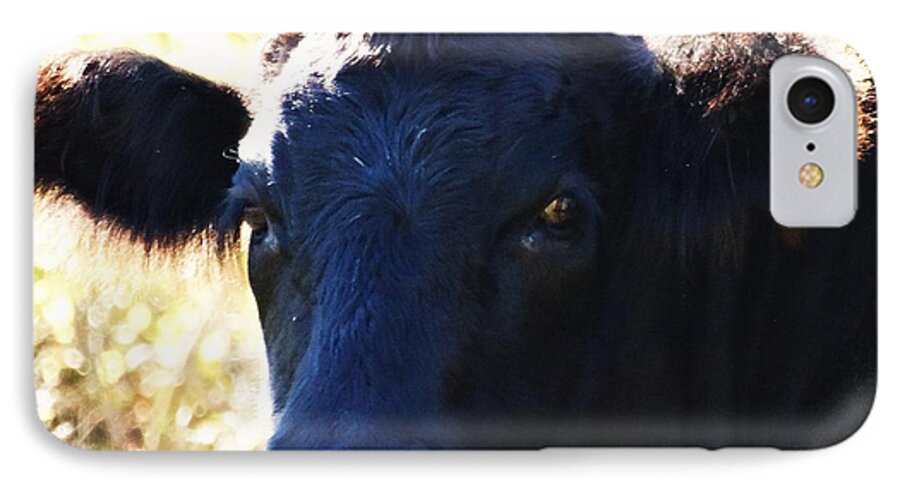 Cow Pictures iPhone 7 Case featuring the photograph Content by J L Zarek