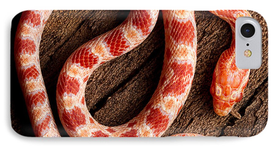 Nature iPhone 7 Case featuring the photograph Corn Snake P. Guttatus On Tree Bark by David Kenny