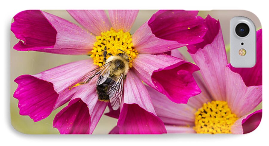 Cosmos iPhone 7 Case featuring the photograph Cosmos and Bee by Paula Ponath