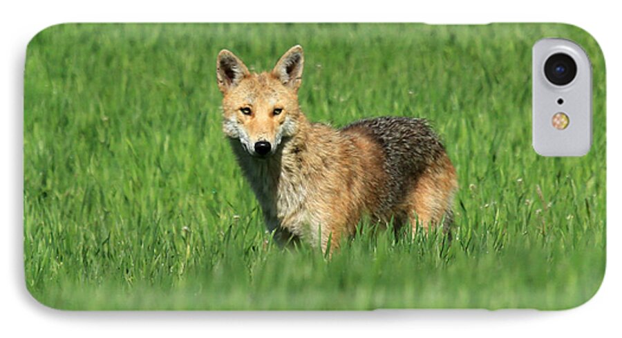 Coyote iPhone 7 Case featuring the photograph Coyote 1 by Butch Lombardi