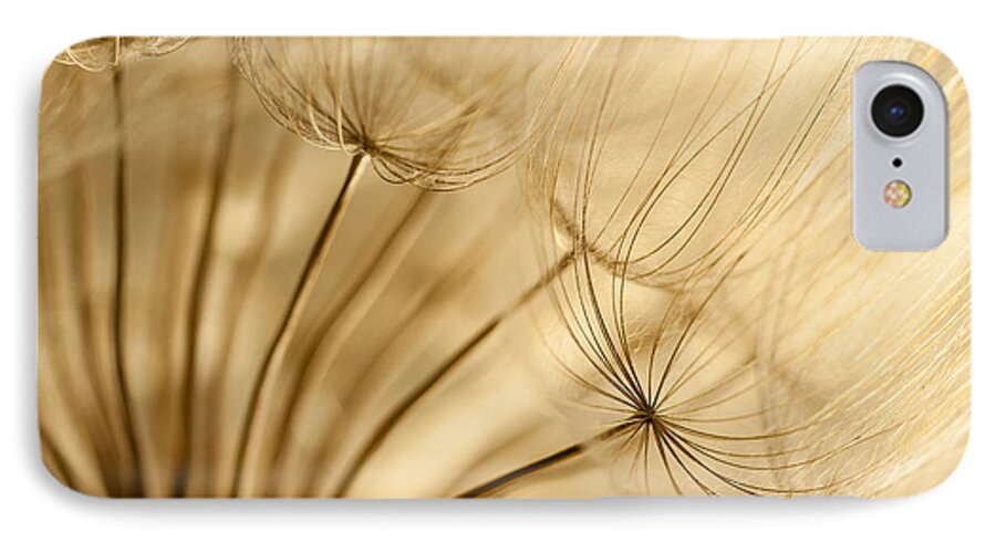 Dandelion iPhone 7 Case featuring the photograph Creamy Dandelions by Iris Greenwell