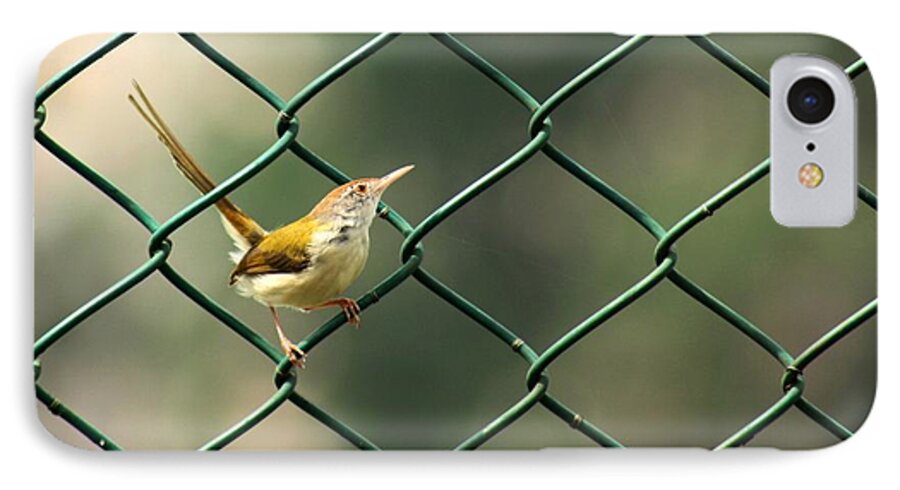 Common Tailorbird iPhone 7 Case featuring the photograph Cross Stitch by Ramabhadran Thirupattur