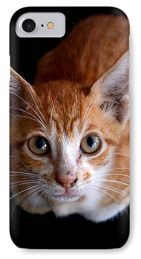 Kitten iPhone 7 Case featuring the photograph Cute Kitten by Jatin Thakkar