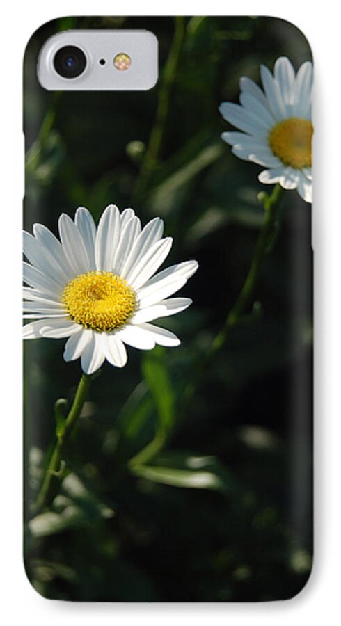 Daisy iPhone 7 Case featuring the photograph Daisy Days by Suzanne Gaff