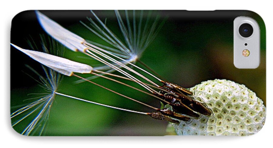 Dandelion iPhone 7 Case featuring the photograph Dandelion Arrows by Suzy Piatt