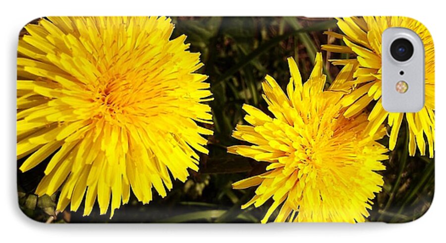 Dandelion iPhone 7 Case featuring the photograph Dandelion Weeds? by Martin Howard