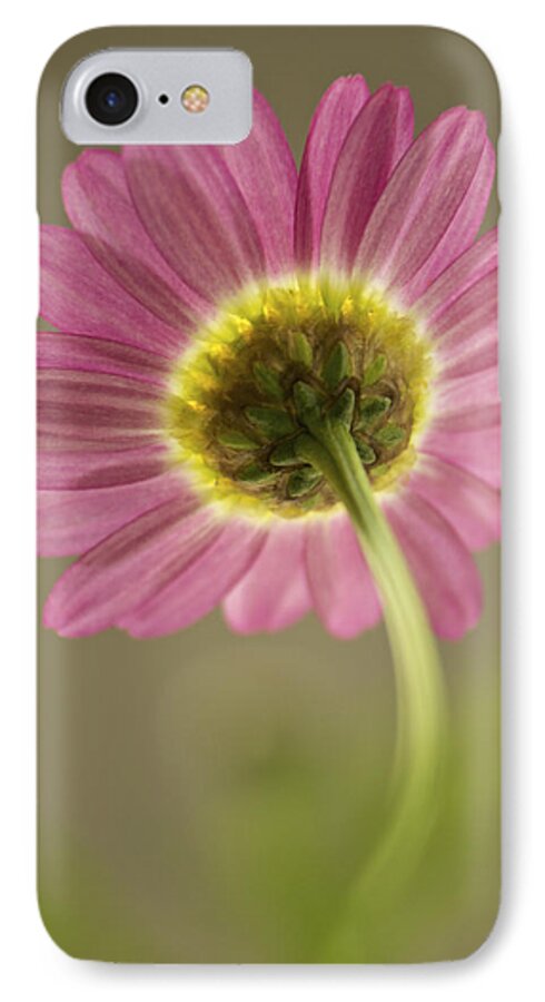 Marguerite Daisy iPhone 7 Case featuring the photograph Delicate Daisy by Penny Meyers