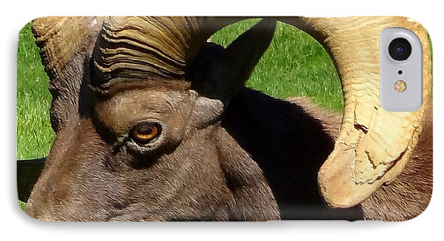 Desert Bighorn Sheep iPhone 7 Case featuring the photograph Desert Bighorn Sheep by Donna Spadola