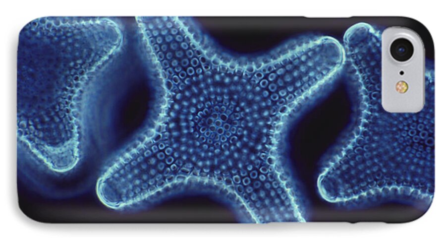 Diatom iPhone 7 Case featuring the photograph Diatoms by Dr. Cecil H. Fox
