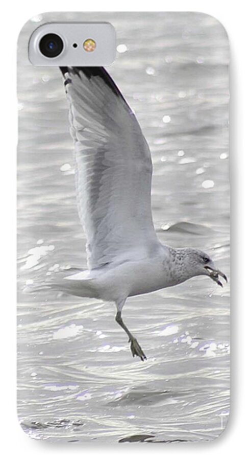 Bird iPhone 7 Case featuring the photograph Dining Seagull by Anita Oakley