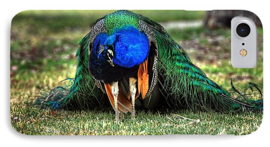 Peacock iPhone 7 Case featuring the photograph Do You Like My Shoes? by Phillip Garcia