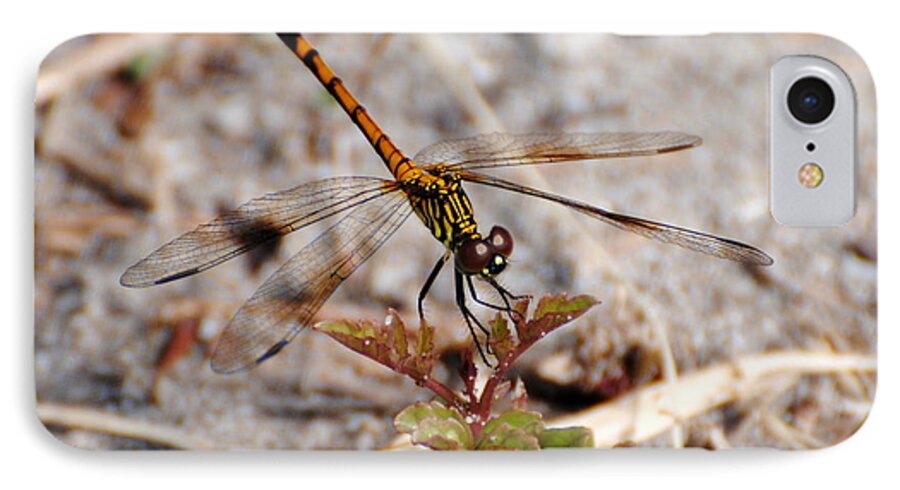 Dragonfly iPhone 7 Case featuring the photograph Dragonfly by Dan Williams