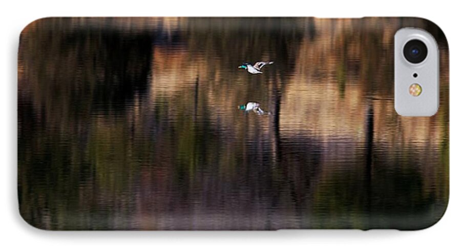 Mallard iPhone 7 Case featuring the photograph Duck Scape 2 by Donald J Gray