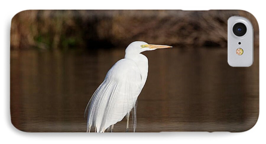 Egret iPhone 7 Case featuring the photograph Egret at daybreak by Ruth Jolly