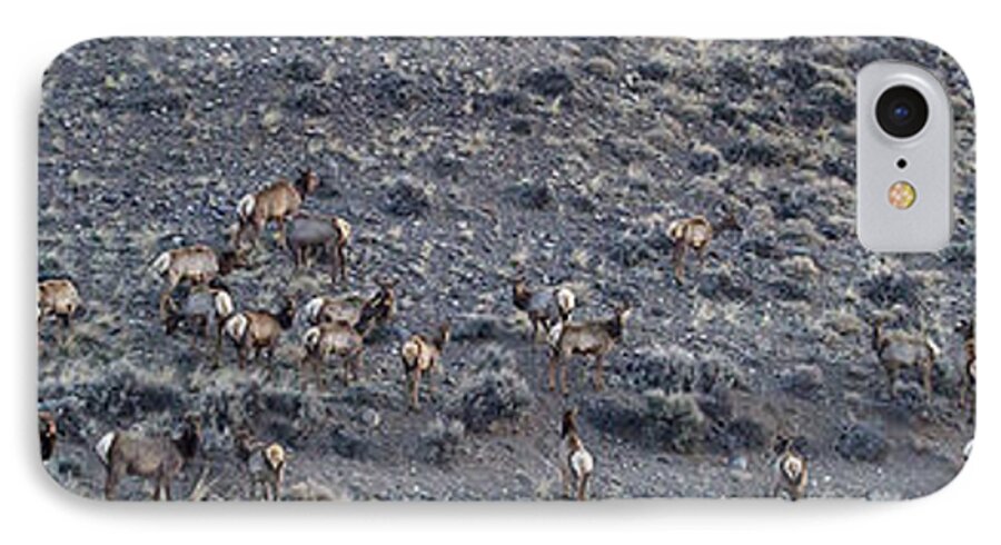 Elk iPhone 7 Case featuring the photograph Elk Herd On A Hillside Panoramic - 12x54.5 by J L Woody Wooden